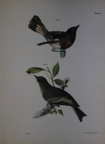 James E DeKay - Plate XXXI The American Redstart and The Wood Pewee 1844: This original and striking 19th century engraving, drawn mostly from living specimens, have been superbly hand painted by professional colourists.James E. DeKay (1792 ? 1851) was an American zoologist