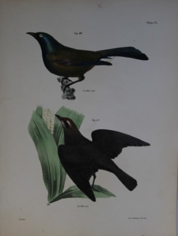 James E DeKay - Plate XXIII The Common Crow Blackbird and The Rusty Crow Blackbird 1844: This original and striking 19th century engraving, drawn mostly from living specimens, have been superbly hand painted by professional colourists.James E. DeKay (1792 ? 1851) was an American zoologist