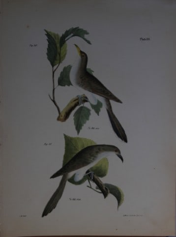 James E DeKay -Plate XIV The Yellow-billed Cuckoo and The Black-billed Cuckoo 1844: This original and striking 19th century engraving, drawn mostly from living specimens, have been superbly hand painted by professional colourists.James E. DeKay (1792 ? 1851) was an American zoologist