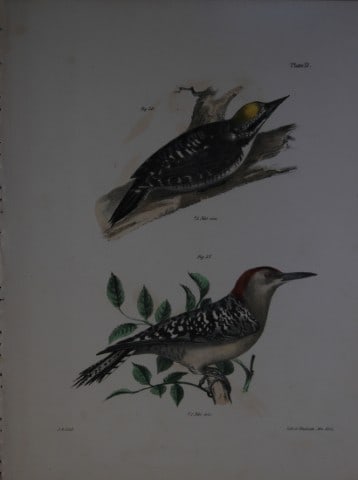 James E DeKay - Plate XVII The Arctic Woodpecker and The Red-bellied Woodpecker 1844: This original and striking 19th century engraving, drawn mostly from living specimens, have been superbly hand painted by professional colourists.James E. DeKay (1792 ? 1851) was an American zoologist