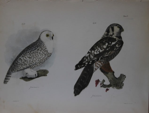 James E DeKay - Plate IX The Hawk Owl and The Snow Owl 1844: This original and striking 19th century engraving, drawn mostly from living specimens, have been superbly hand painted by professional colourists.James E. DeKay (1792 ? 1851) was an American zoologist