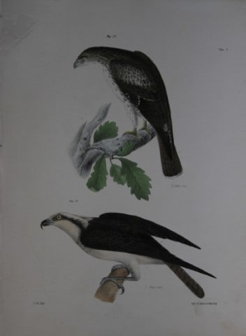 James E DeKay -Plate VIII The Red-tailed Buzzard and The Fish Hawk 1844: This original and striking 19th century engraving, drawn mostly from living specimens, have been superbly hand painted by professional colourists.James E. DeKay (1792 ? 1851) was an American zoologist