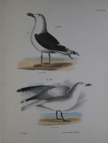 James E DeKay - Plate CXXIX The Great Black-backed Gull and The Winter Gull 1844: This original and striking 19th century engraving, drawn mostly from living specimens, have been superbly hand painted by professional colourists.James E. DeKay (1792 ? 1851) was an American zoologist