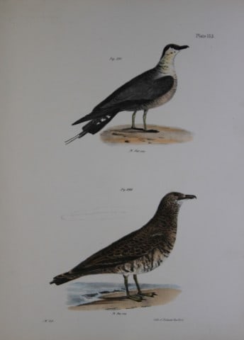 James E DeKay - Plate CXXXIII The Arctic Hawk Gull and The Pomarine Hawk Gull 1844: This original and striking 19th century engraving, drawn mostly from living specimens, have been superbly hand painted by professional colourists.James E. DeKay (1792 ? 1851) was an American zoologist