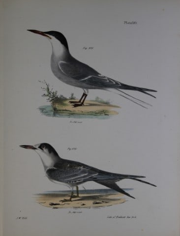 James E DeKay - Plate CXXV The Common Tern, adult and young 1844: This original and striking 19th century engraving, drawn mostly from living specimens, have been superbly hand painted by professional colourists.James E. DeKay (1792 ? 1851) was an American zoologist