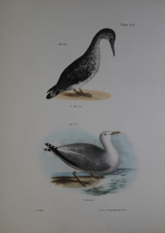 James E DeKay - Plate CXXII The American Gannet, young and The Winter Gull 1844: This original and striking 19th century engraving, drawn mostly from living specimens, have been superbly hand painted by professional colourists.James E. DeKay (1792 ? 1851) was an American zoologist