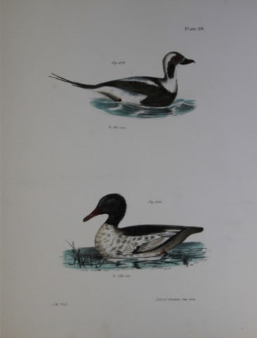 James E DeKay - Plate CXIX The Oldwife and The Buff-breasted Sheldrake 1844: This original and striking 19th century engraving, drawn mostly from living specimens, have been superbly hand painted by professional colourists.James E. DeKay (1792 ? 1851) was an American zoologist