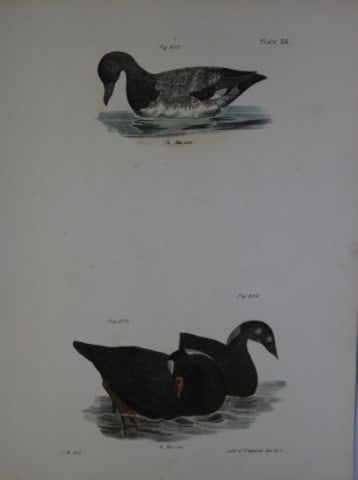 James E DeKay - Plate CXIV The Broadbill and The Surf Duck or Coot, adult and young 1844: This original and striking 19th century engraving, drawn mostly from living specimens, have been superbly hand painted by professional colourists.James E. DeKay (1792 ? 1851) was an American zoologist