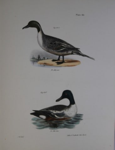 James E DeKay - Plate CX The Pintail Duck and The Shoveller or Spoonbill 1844: This original and striking 19th century engraving, drawn mostly from living specimens, have been superbly hand painted by professional colourists.James E. DeKay (1792 ? 1851) was an American zoologist