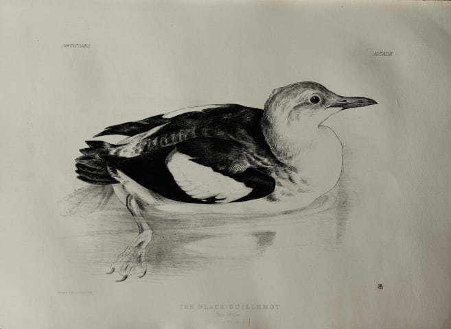 Mrs Jemima Blackburn - Lithograph of The Black Guillemot (Winter plumage) 1862: This print is from the 1st edition of Birds Drawn from Nature by Jemima Blackburn, published in Edinburgh in 1862. These rare lithographs depict many different species of birds along with their nests 