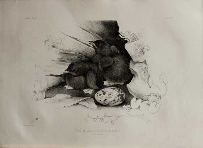 Mrs Jemima Blackburn - Lithograph of Black Guillemot chicks and egg 1862: This print is from the 1st edition of Birds Drawn from Nature by Jemima Blackburn, published in Edinburgh in 1862. These rare lithographs depict many different species of birds along with their nests 