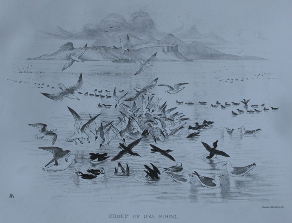 Mrs Jemima Blackburn - Lithograph of Group of Sea Birds 1862: This print is from the 1st edition of Birds Drawn from Nature by Jemima Blackburn, published in Edinburgh in 1862. These rare lithographs depict many different species of birds along with their nests 