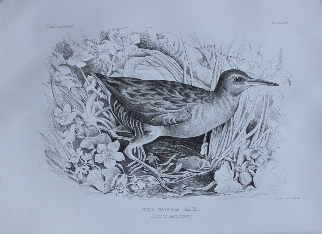Mrs Jemima Blackburn - Lithograph of The Water Rail 1862: This print is from the 1st edition of Birds Drawn from Nature by Jemima Blackburn, published in Edinburgh in 1862. These rare lithographs depict many different species of birds along with their nests 