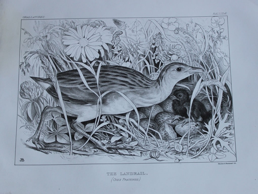 Mrs Jemima Blackburn - Lithograph of The Land Rail 1862: This print is from the 1st edition of Birds Drawn from Nature by Jemima Blackburn, published in Edinburgh in 1862. These rare lithographs depict many different species of birds along with their nests 