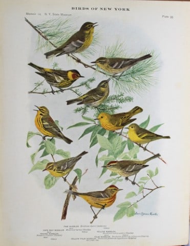 L Agassiz Fuertes - Chromolithograph of Warblers 1914: This original antique chromolithograph is by Louis Agassiz Fuertes from Birds of New York by Elon Howard Eaton. Published by the University of the State of New York, Albany 1914.Size: approximately 9.