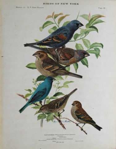 L Agassiz Fuertes - Chromolithograph of Grosbeak & Bunting 1914: This original antique chromolithograph is by Louis Agassiz Fuertes from Birds of New York by Elon Howard Eaton. Published by the University of the State of New York, Albany 1914.Size: approximately 9.