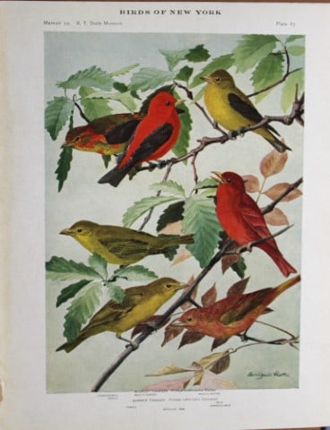 L Agassiz Fuertes - Chromolithograph of Tanagers 1914: This original antique chromolithograph is by Louis Agassiz Fuertes from Birds of New York by Elon Howard Eaton. Published by the University of the State of New York, Albany 1914.Size: approximately 9.