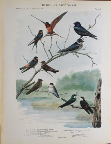 L Agassiz Fuertes - Chromolithograph of Swallows & Martin 1914: This original antique chromolithograph is by Louis Agassiz Fuertes from Birds of New York by Elon Howard Eaton. Published by the University of the State of New York, Albany 1914.Size: approximately 9.