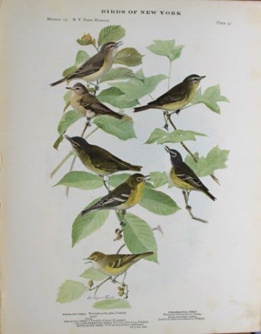 L Agassiz Fuertes - Chromolithograph of Vireos 1914: This original antique chromolithograph is by Louis Agassiz Fuertes from Birds of New York by Elon Howard Eaton. Published by the University of the State of New York, Albany 1914.Size: approximately 9.