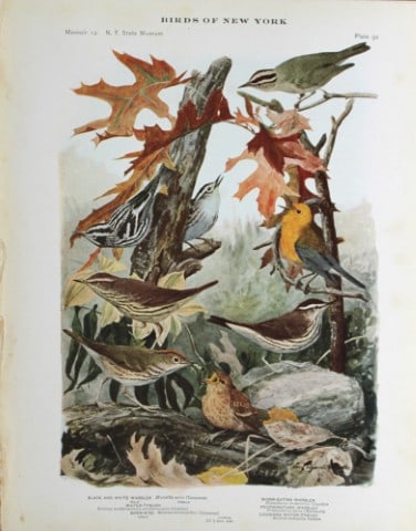 L Agassiz Fuertes - Chromolithograph of Warblers & Thrushes 1914: This original antique chromolithograph is by Louis Agassiz Fuertes from Birds of New York by Elon Howard Eaton. Published by the University of the State of New York, Albany 1914.Size: approximately 9.