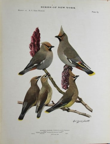 L Agassiz Fuertes - Chromolithograph of Waxwings 1914: This original antique chromolithograph is by Louis Agassiz Fuertes from Birds of New York by Elon Howard Eaton. Published by the University of the State of New York, Albany 1914.Size: approximately 9.