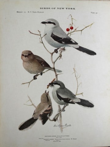 L Agassiz Fuertes - Chromolithograph of Shrikes 1914: This original antique chromolithograph is by Louis Agassiz Fuertes from Birds of New York by Elon Howard Eaton. Published by the University of the State of New York, Albany 1914.Size: approximately 9.