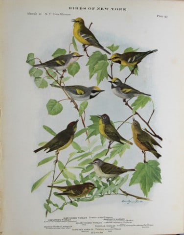 L Agassiz Fuertes - Chromolithograph of Warblers 1914: This original antique chromolithograph is by Louis Agassiz Fuertes from Birds of New York by Elon Howard Eaton. Published by the University of the State of New York, Albany 1914.Size: approximately 9.
