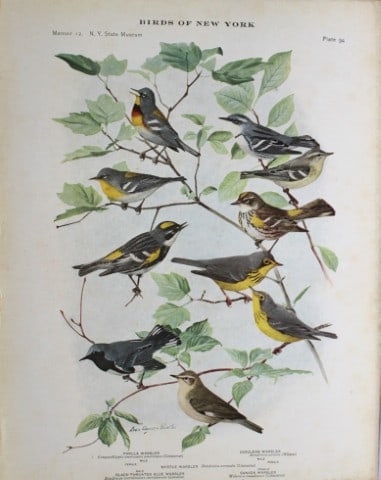 L Agassiz Fuertes - Chromolithograph of Warblers 1914: This original antique chromolithograph is by Louis Agassiz Fuertes from Birds of New York by Elon Howard Eaton. Published by the University of the State of New York, Albany 1914.Size: approximately 9.