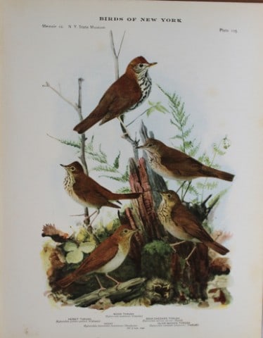 L Agassiz Fuertes - Chromolithograph of Thrushes & Veery 1914: This original antique chromolithograph is by Louis Agassiz Fuertes from Birds of New York by Elon Howard Eaton. Published by the University of the State of New York, Albany 1914.Size: approximately 9.