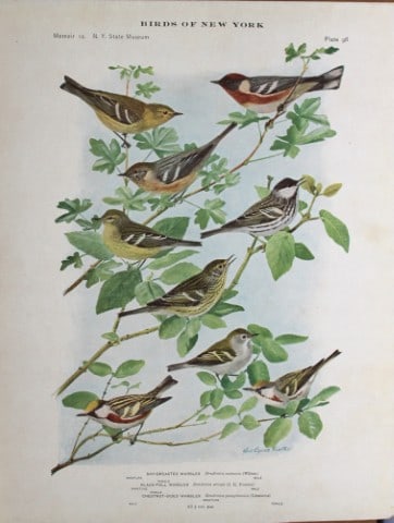 L Agassiz Fuertes - Chromolithograph of Warblers 1914: This original antique chromolithograph is by Louis Agassiz Fuertes from Birds of New York by Elon Howard Eaton. Published by the University of the State of New York, Albany 1914.Size: approximately 9.