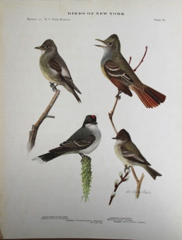 L Agassiz Fuertes - Chromolithograph of Flycatchers, Kingbird & Phoebe 1914: This original antique chromolithograph is by Louis Agassiz Fuertes from Birds of New York by Elon Howard Eaton. Published by the University of the State of New York, Albany 1914.Size: approximately 9.