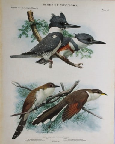 L Agassiz Fuertes - Chromolithograph of Cuckoos & Kingfisher 1914: This original antique chromolithograph is by Louis Agassiz Fuertes from Birds of New York by Elon Howard Eaton. Published by the University of the State of New York, Albany 1914.Size: approximately 9.