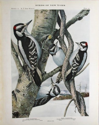 L Agassiz Fuertes - Chromolithograph of Hairy & Downy Woodpeckers 1914: This original antique chromolithograph is by Louis Agassiz Fuertes from Birds of New York by Elon Howard Eaton. Published by the University of the State of New York, Albany 1914.Size: approximately 9.