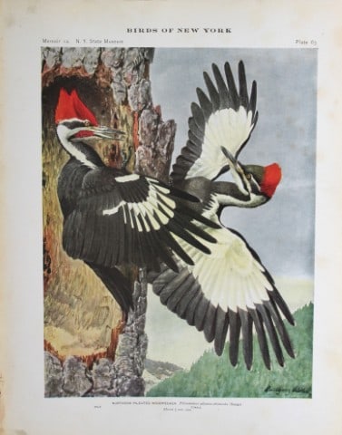 L Agassiz Fuertes - Chromolithograph of Northern Pileated Woodpeckers 1914 (1 of 1)