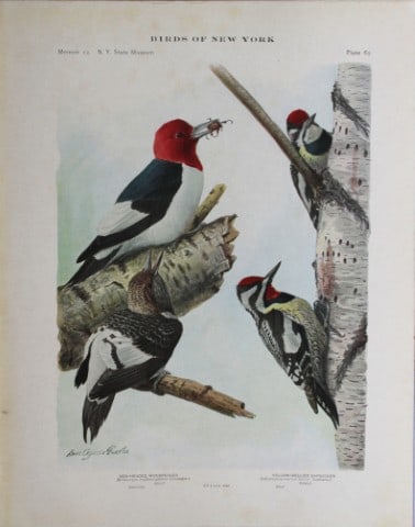 L Agassiz Fuertes - Chromolithograph of Red-headed & Yellow-bellied Woodpeckers 1914: This original antique chromolithograph is by Louis Agassiz Fuertes from Birds of New York by Elon Howard Eaton. Published by the University of the State of New York, Albany 1914.Size: approximately 9.