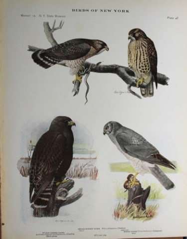 L Agassiz Fuertes - Chromolithograph of Hawks 1914: This original antique chromolithograph is by Louis Agassiz Fuertes from Birds of New York by Elon Howard Eaton. Published by the University of the State of New York, Albany 1914.Size: approximately 9.