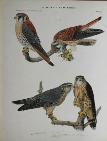 L Agassiz Fuertes - Chromolithograph of Sparrow & Pigeon Hawks 1914 (1 of 1)