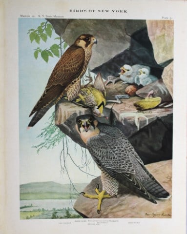 L Agassiz Fuertes - Chromolithograph of Duck Hawks 1914: This original antique chromolithograph is by Louis Agassiz Fuertes from Birds of New York by Elon Howard Eaton. Published by the University of the State of New York, Albany 1914.Size: approximately 9.