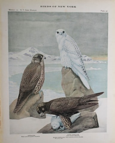 L Agassiz Fuertes - Chromolithograph of Gyrfalcons 1914: This original antique chromolithograph is by Louis Agassiz Fuertes from Birds of New York by Elon Howard Eaton. Published by the University of the State of New York, Albany 1914.Size: approximately 9.