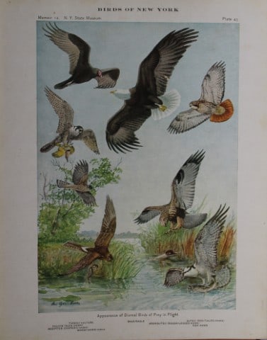 L Agassiz Fuertes - Chromolithograph of Diurnal Birds of Prey 1914: This original antique chromolithograph is by Louis Agassiz Fuertes from Birds of New York by Elon Howard Eaton. Published by the University of the State of New York, Albany 1914.Size: approximately 9.