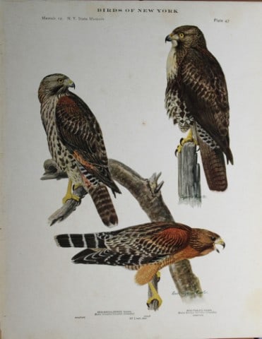 L Agassiz Fuertes - Chromolithograph of Hawks 1914: This original antique chromolithograph is by Louis Agassiz Fuertes from Birds of New York by Elon Howard Eaton. Published by the University of the State of New York, Albany 1914.Size: approximately 9.
