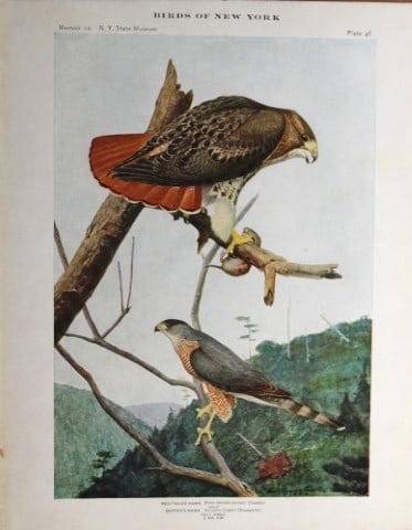 L Agassiz Fuertes - Chromolithograph of Hawks 1914: This original antique chromolithograph is by Louis Agassiz Fuertes from Birds of New York by Elon Howard Eaton. Published by the University of the State of New York, Albany 1914.Size: approximately 9.