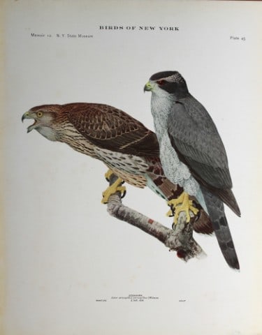 L Agassiz Fuertes - Chromolithograph of Goshawks 1914: This original antique chromolithograph is by Louis Agassiz Fuertes from Birds of New York by Elon Howard Eaton. Published by the University of the State of New York, Albany 1914.Size: approximately 9.