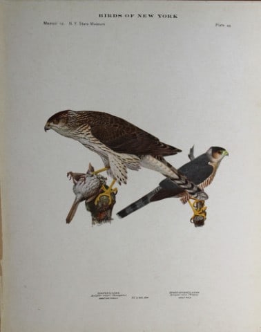 L Agassiz Fuertes - Chromolithograph of Hawks 1914: This original antique chromolithograph is by Louis Agassiz Fuertes from Birds of New York by Elon Howard Eaton. Published by the University of the State of New York, Albany 1914.Size: approximately 9.