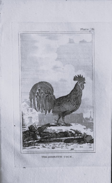 Buffon - Engraving of Cockerel 1812: This engraving is from Natural History General and Particular by Georges-Louis Leclerc Count de Buffon.Published by T. Cadell and Davies et al, 1812Size: 7.5in x 5in (19cm x 13cm)