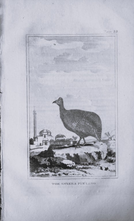 Buffon - Engraving of Guinea Pintado 1812: This engraving is from Natural History General and Particular by Georges-Louis Leclerc Count de Buffon.Published by T. Cadell and Davies et al, 1812Size: 7.5in x 5in (19cm x 13cm)
