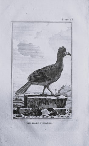 Buffon - Engraving of Curasso 1812: This engraving is from Natural History General and Particular by Georges-Louis Leclerc Count de Buffon.Published by T. Cadell and Davies et al, 1812Size: 7.5in x 5in (19cm x 13cm)