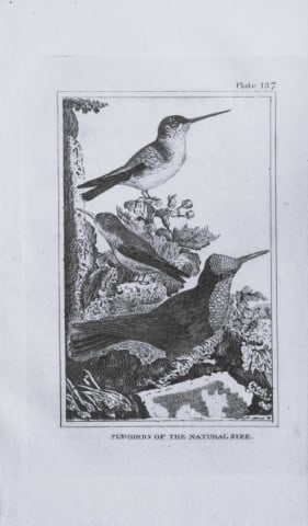 Buffon - Engraving of Fly-Birds 1812: This engraving is from Natural History General and Particular by Georges-Louis Leclerc Count de Buffon.Published by T. Cadell and Davies et al, 1812Size: 7.5in x 5in (19cm x 13cm)