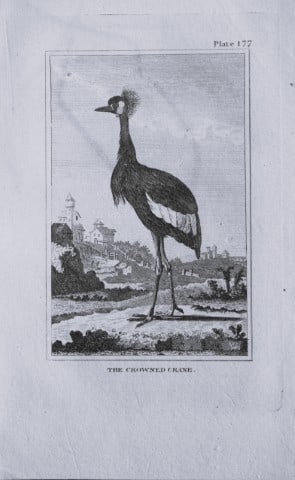 Buffon - Engraving of Crowned Crane 1812: This engraving is from Natural History General and Particular by Georges-Louis Leclerc Count de Buffon.Published by T. Cadell and Davies et al, 1812Size: 7.5in x 5in (19cm x 13cm)