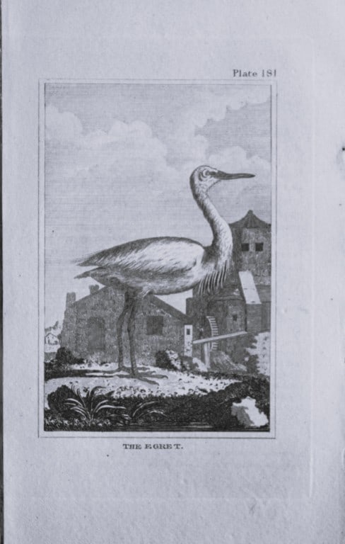 Buffon - Engraving of Egret 1812: This engraving is from Natural History General and Particular by Georges-Louis Leclerc Count de Buffon.Published by T. Cadell and Davies et al, 1812Size: 7.5in x 5in (19cm x 13cm)
